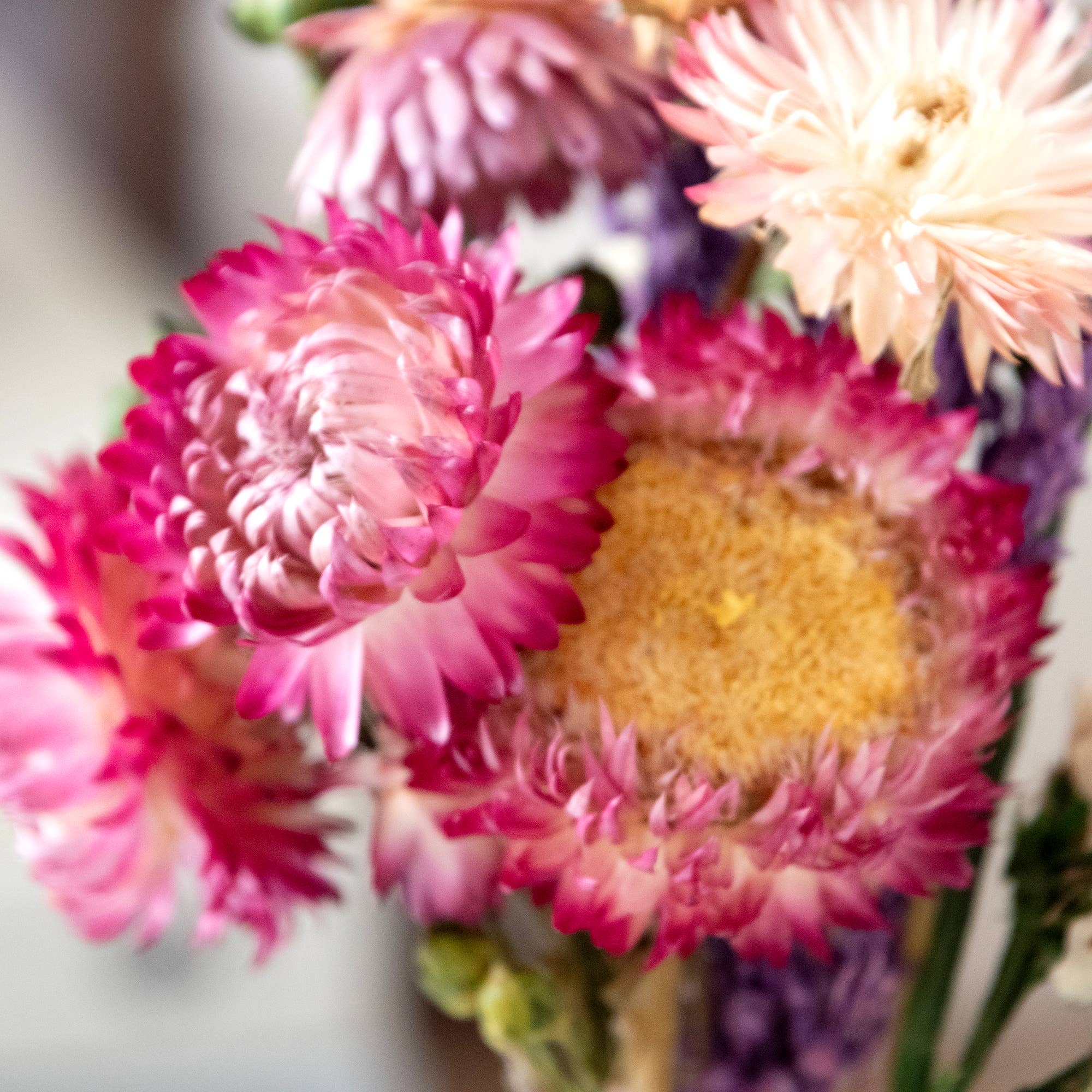MINI Strawflower & Larkspur Bouquet Bundle