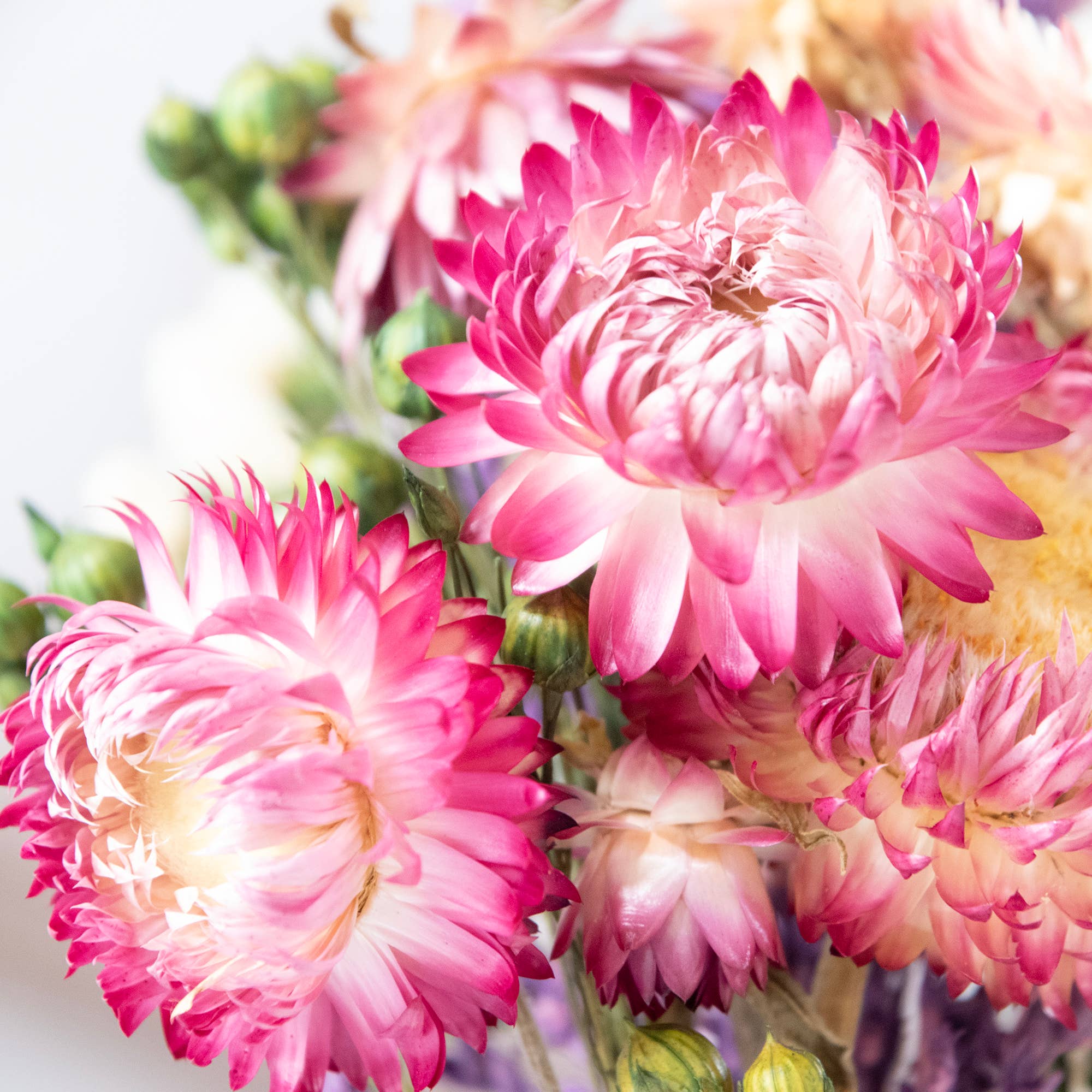 MINI Strawflower &amp; Larkspur Bouquet Bundle 