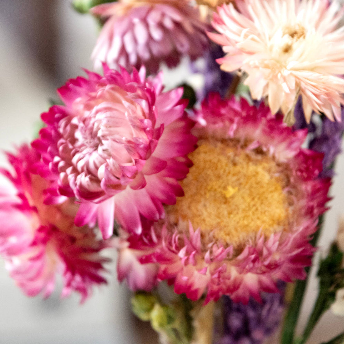 MINI Strawflower &amp; Larkspur Bouquet Bundle 