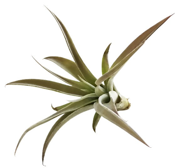 air plant about three inches wide