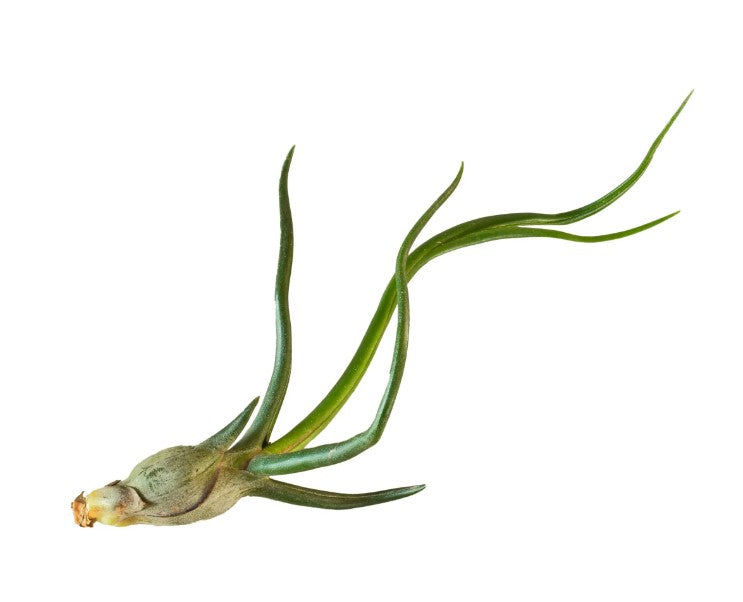 Air Plant Bulbosa