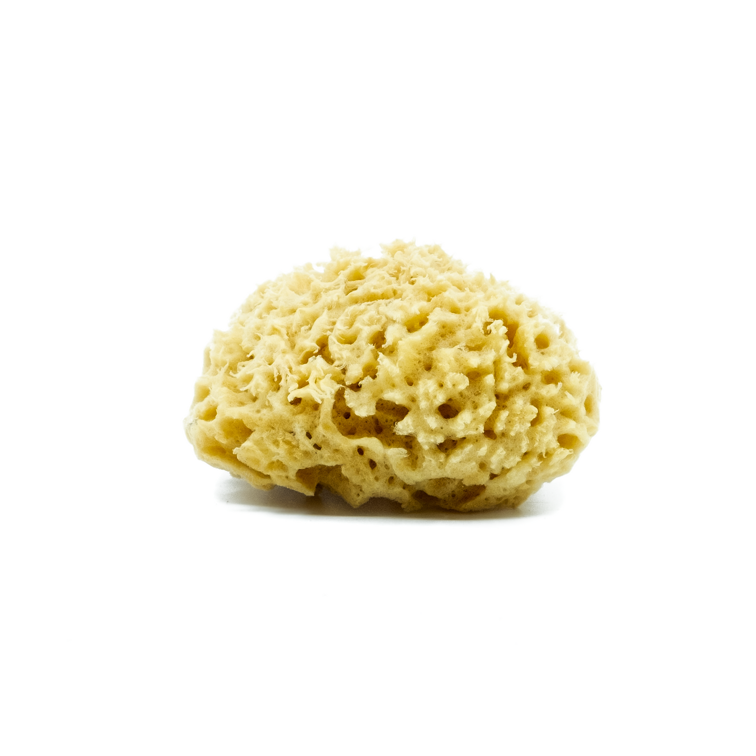 Sea Sponge